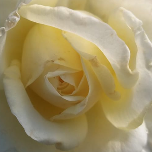 Rose Shopping Online - White - hybrid Tea - discrete fragrance -  Erény - Márk Gergely - Its flowers are large and they are white whith pale lemon shades. The beginning of flowering is mid-May and almost blooming till frost.